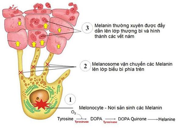 bo dac tri tham moi alibest 1 hop kem va 1 serum anh 1
